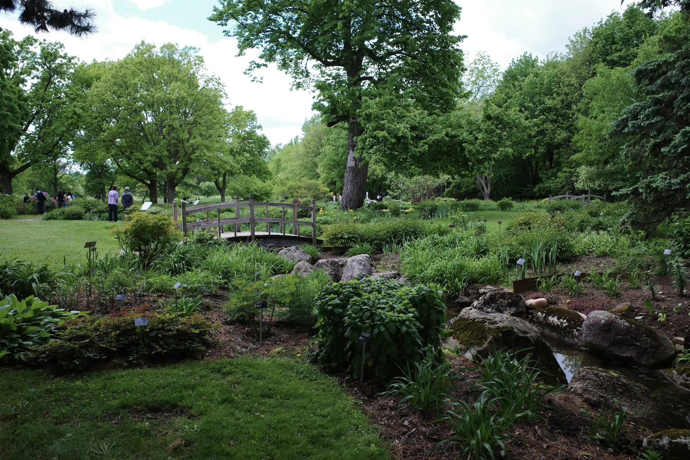A wooden footbridge in a botanical garden